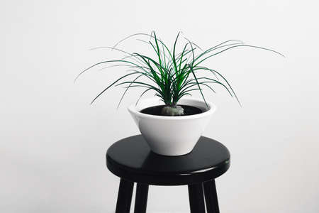 Plant of beaucarnea recurvata in a white flower pot on the black table in daylightの写真素材