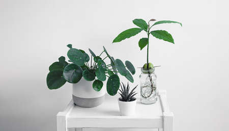 Pilea or Chinese money plant, an avocado sprout in glass bottles and haworthia on a white table, connecting with nature and home gardening conceptの写真素材