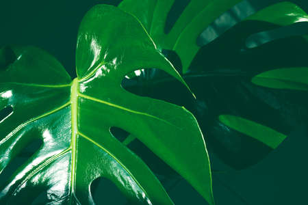 Close-up green leaves of monstera deliciosa or Swiss cheese plant as natural trendy backgroundの写真素材