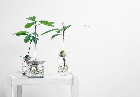 Glass jars with avocado sprouts on a white table, connecting with nature and home gardening concept with copy spaceの写真素材