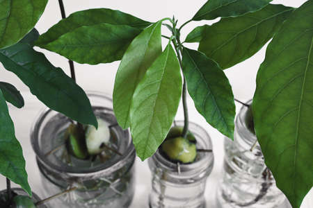 Avocado sprouts in glass bottles close-up, connecting with nature and home gardening conceptの写真素材