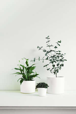 Spathiphyllum, Callisia and Eucalyptus gunnii young home plants in white pots on a light background, minimalistic home decor conceptの写真素材