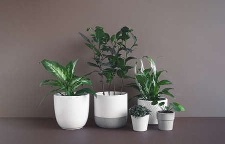 Different home plants - dieffenbachia or dumb cane plant, camellia sinensis, spathiphyllum, callisia and pilea in flower pots on a dark background, connecting with nature and home decor conceptの写真素材