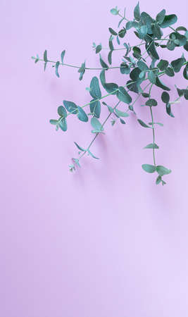 Eucalyptus gunnii young branch on a lavender background with copy spaceの写真素材