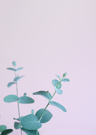 Eucalyptus leaves close-up on a lavender background with copy spaceの写真素材