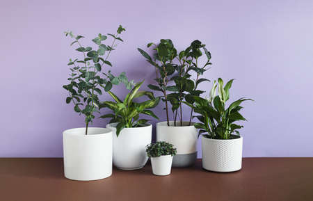 Different young home plants - eucalyptus gunnii, dieffenbachia or dumb cane plant, callisia, camellia sinensis and spathiphyllum, connecting with nature and home decor conceptの写真素材