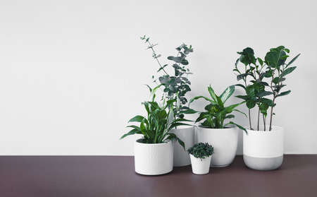 Different young home plants - spathiphyllum, eucalyptus gunnii, callisia, dieffenbachia or dumb cane plant and camellia sinensis in white flower pots, home gardening and connecting with nature conceptの写真素材