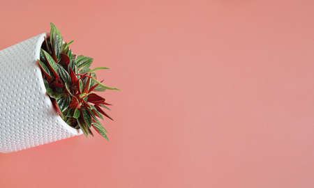Peperomia rosso in a white flowerpot on a pink background, top view with copy space, minimalism and connecting with nature conceptの写真素材