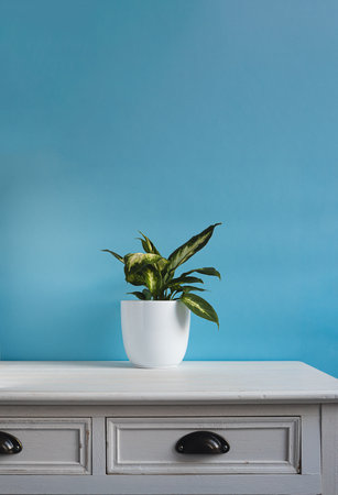 Dieffenbachia or Dumb cane plant in a white flower pot on a white old table in daylight room, minimalist and scandinavian styleの写真素材