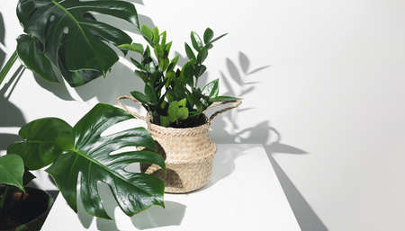 Zamioculcas, or zamiifolia zz plant in a wicker pot on a white table with monstera or Swiss cheese plant nearby, and their shadows on a white wall, home gardening conceptの写真素材