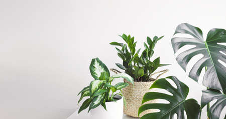 Dieffenbachia or Dumb cane plant, Zamioculcas, or zamiifolia zz plant and Monstera or Swiss cheese plant on a white background, home gardening and connecting with nature conceptの写真素材