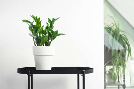 Zamioculcas, or zamiifolia zz plant in a white pot on a black table in white home interior with plants, home gardening and urban jungle conceptの写真素材
