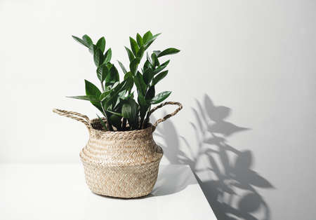 Zamioculcas, or zamiifolia zz plant in a wicker pot on a white table and its shadow on a white wall, home gardening and trendy minimal home decor conceptの写真素材