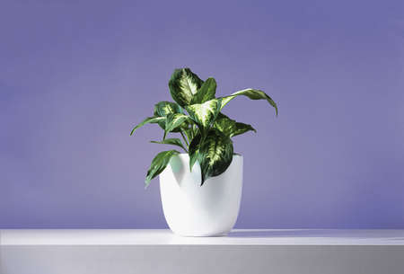 Dieffenbachia or Dumb cane young plant in a white flower pot on a white table, near the wall of trendy very peri color of the year 2022.の写真素材