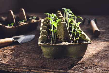 Tomato seedlings in reused egg trays and garden tools on the dark wooden table, sustainable home...