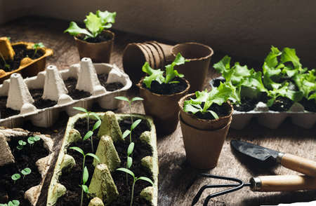 Reused egg trays and coconut biodegradable pots with seedlings on the dark wooden table with gardening tools, sustainable home gardening and environmentally friendly living conceptの写真素材