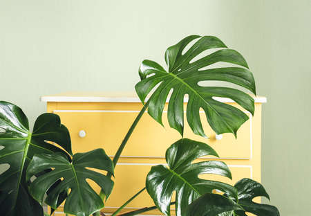 Monstera deliciosa or Swiss Cheese Plant close-up on the background of yellow furniture in the room, minimalistic and scandinavian styleの写真素材