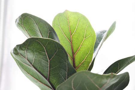 Fiddle Fig or Ficus Lyrata green leaves on the white background, close-upの写真素材
