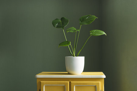 Young plant of Monstera deliciosa or Swiss Cheese Plant in a white flower pot on a yellow furniture in the room, home gardening and connecting with natureの写真素材