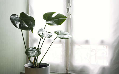 Young plant of Monstera deliciosa or Swiss Cheese Plant in a white flower pot near the window in the room, home gardening and connecting with nature conceptの写真素材