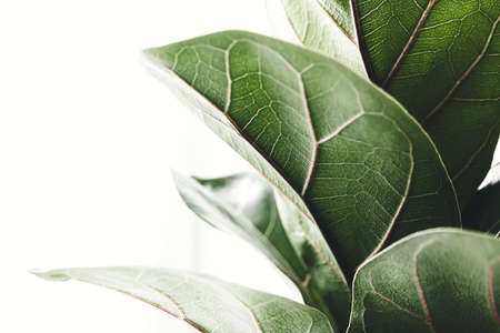 Green leaves of Ficus Lyrata or Fiddle Fig on the white background, close-upの写真素材