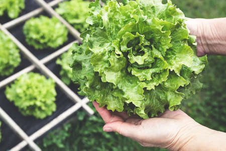 Fresh green salad in the hands of elderly woman in the garden, close up, spring gardening as a hobby and natural food conceptの写真素材