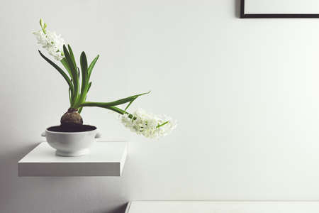 White hyacinth flower in a white flowerpot on a shelf in a room - home gardening as a hobby and minimalist interior design, copy spaceの写真素材