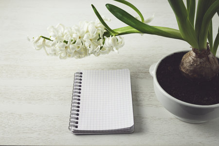 White hyacinth flower in a white flowerpot and an empty notepad on a table in a roomの写真素材