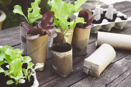 Salade seedlings in cardboard toilet roll inner tubes, sustainable home gardening conceptの写真素材