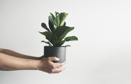 Hands holding Ficus Lyrata or Fiddle Fig young plant in a gray flower pot, minimalist and scandinavian style with copy spaceの写真素材