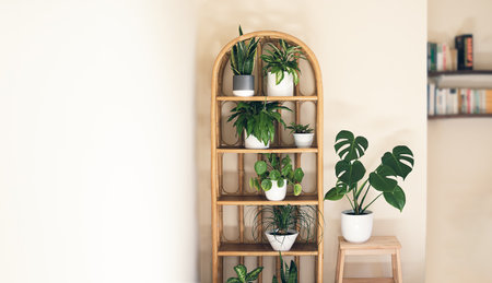 Trendy home plants: monstera, dieffenbachia, sansevieria, pilea on a wicker bookcase in the room, indoor garden concept with copy spaceの写真素材