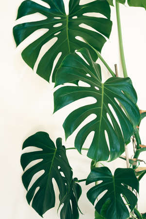 Monstera deliciosa or Swiss cheese plant close-up on the light background, urban jungle concept with tropical leaves backgroundの写真素材