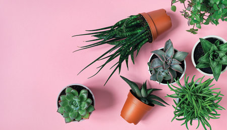 Succulent mini plants: gasteria, echeveria, senecio, pachyphytum and haworthia on the pink background, top view with copy space, home gardening conceptの写真素材