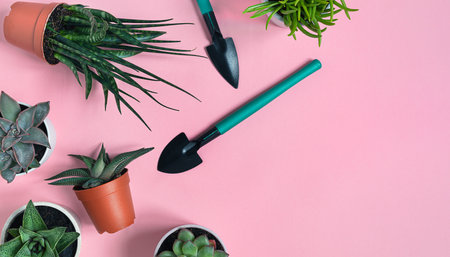 Succulent home plants: gasteria, echeveria, senecio, pachyphytum and haworthia and gardening tools on the pink background, top view with copy spaceの写真素材