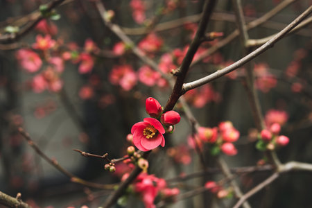 Beautiful spring blooming of Chaenomeles speciosa, pink flowers closeup, selective focusの写真素材