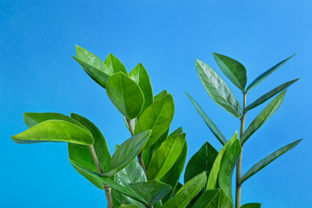 Green branches of Zamioculcas, or zamiifolia zz plant close-up on a blue background, home gardening and connecting with nature conceptの写真素材