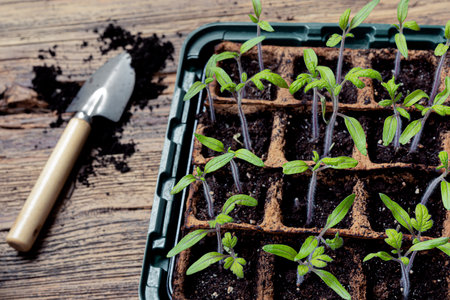 Tomato sprouts in biodegradable peat pots and gardening tools on the wooden surface, home gardening and connecting with nature conceptの写真素材