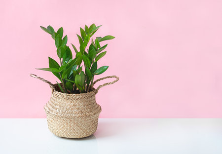 Zamioculcas, or zamiifolia zz plant in a wicker pot on a white table near pink wall, home gardening and minimal home decor conceptの写真素材