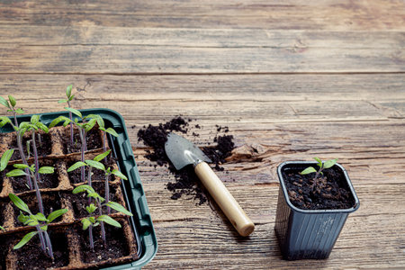 Tomato sprouts in biodegradable peat pots on the wooden surface with copy space, the concept of ecological gardening and growing your own food at homeの写真素材