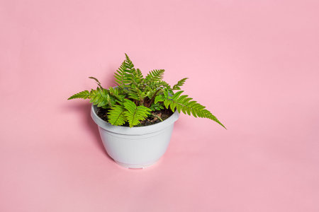 Young plant of fern in a white flower pot on a pink background with copy space, minimalism and connecting with nature conceptの写真素材