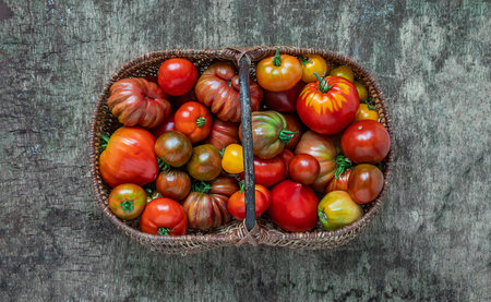 Autumn harvest - organic multicolored untreated tomatoes in a basket on a wooden background, top viewの写真素材