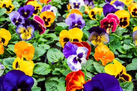 Colorful pansy flowers close-up as a natural backgroundの写真素材