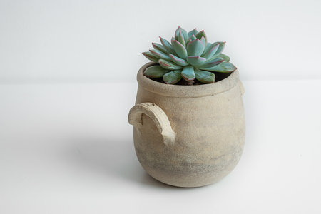 Echeveria succulent plant in a ceramic pot on white background, home gardening and connecting with...