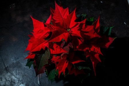Red poinsettia plants with vibrant leaves are displayed on a dark table, enhancing the festive atmosphere.の写真素材