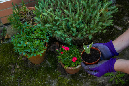 Hands in gloves carefully place a young plant into a pot amidst vibrant garden flowers.の写真素材