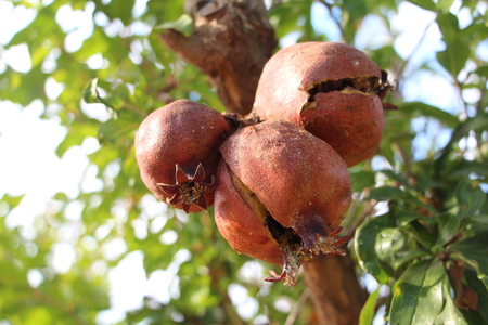 Three Pomegranate on tree from aboveの写真素材