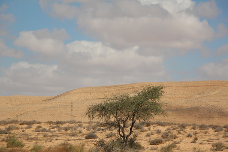 Lonley At The Desertの写真素材