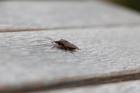 Insect in focusの写真素材