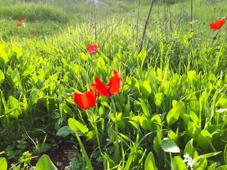 Anemone coronarias (Calanit) in the fieldの写真素材