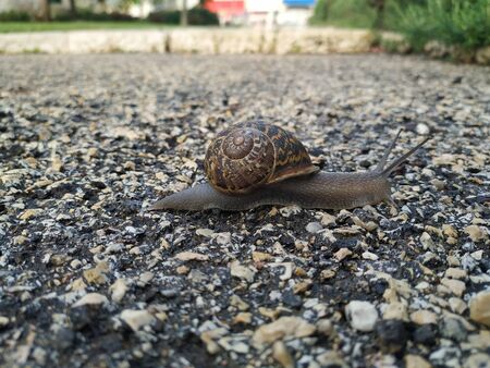 Snail on the path walkingの写真素材